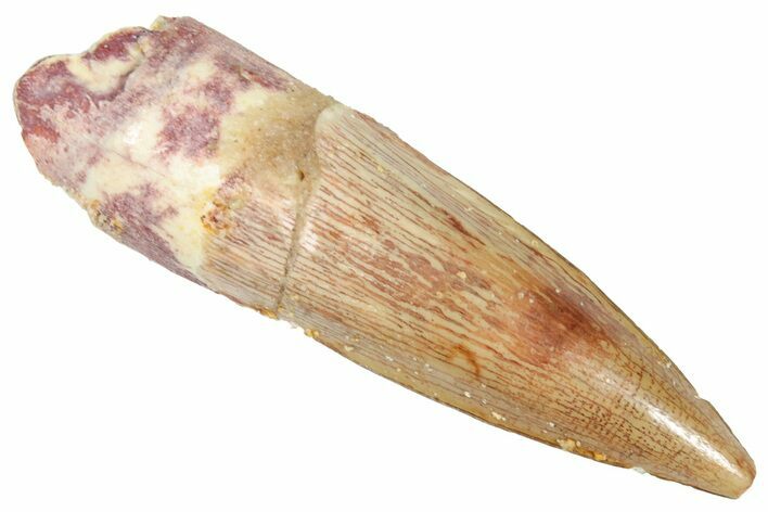 Fossil Spinosaurus Tooth - Real Dinosaur Tooth #269213